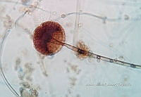 ME008 0317 Rhizopus spp..jpg