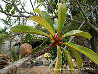 RRR0028 Achras zapota.jpg