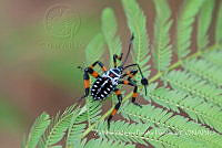 ZAPF0356 Thasus gigas.jpg