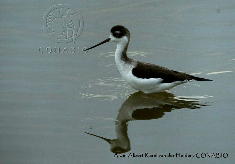 AAKVDH%200051%20Himantopus%20mexicanus.JPG.jieA9Lr1MaUnn0tjQA3g0JtbmFja29CbnFuZ3NAbXJ6LGtwZwA.8WSTTM0ehz