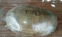 NE017 335 Dermatemys mawii.jpg