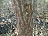 MEGA 0764 Erythrina lanata.JPG