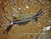 NBA0068 Callinectes bellicosus.JPG