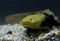 IMDOC2234 Ambystoma dumerilii.jpg