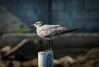 FBA0643 Leucophaeus atricilla.jpg