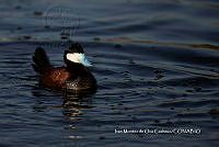 IMDOC3789 Oxyura jamaicensis.jpg