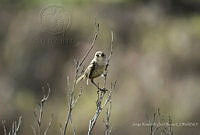 JRRO0175 Troglodytes sissonii.jpg