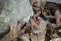 JM02 Incilius sp..jpg