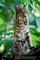 lince.jpg