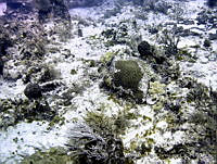 JDCB0073 Cozumel, Quintana Roo.jpg