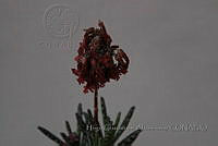 HGA006 Kalanchoe delagoensis.JPG