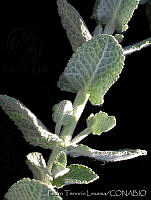 PTL1638 Mentha rotundifolia.jpg