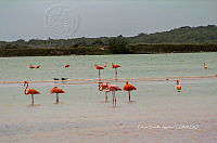FBA0938 Phoenicopterus ruber.jpg