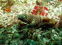 CMGV0072 Quassiremus nothochir.jpg