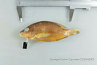 SGQ1245 Lutjanus argentiventris.jpg