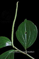 Zongo 0298 Peperomia epidendron C. DC..jpg