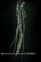 Zongo 3129 Asplenium harpeodes Kunze.jpg