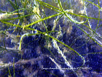 SAFA0039 Syringodium filiforme.JPG