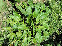SG019 0055 Rumex crispus.jpg