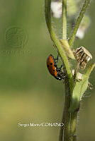 SM0364 Hippodamia convergens.jpg