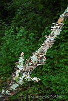 DK0779 Ascomycota.jpg