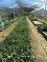 Agro CGL 097 Agave sp..jpg