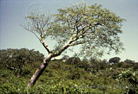 3989 Bursera lancifolia.jpg