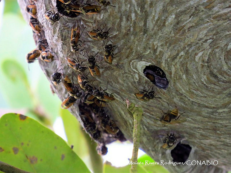 MRR0005%20Brachygastra%20mellifica.JPG.jSeJoJX MYGTuwtjQA3g0JtbmFja29CbnFuZ3NAbXJ6LGtwZwA.tYDeRlT IX