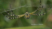 SM0044 Argiope trifasciata.jpg