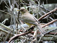 MCS094 Turdus grayi.JPG