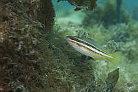IDG1495 Scarus iseri.jpg
