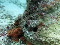NE018 0343 Scorpaena plumieri.jpg