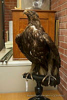 MASM04547 Aquila chrysaetos.jpg