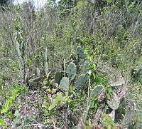 JF03 Opuntia stricta var. dilleni.jpg