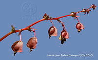 JJBC0056 Begonia bicolor.JPG