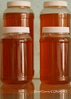 ZG013 0208 Apis mellifera.jpg