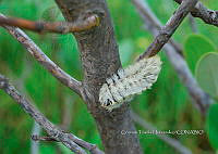 FN005 9 047 Megalopyge defoliata.jpg