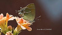 SM0049 Callophrys xami.jpg