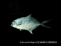 CICIMAR0534 Trachinotus paitensis.jpg