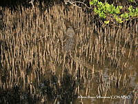 AIV006 Crocodylus moreletii.JPG