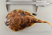 RQTG1307 Diplobatis ommata.jpg