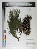 JAdNV0476 Pinus strobiformis.JPG
