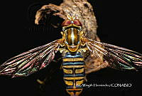 MN6TL0005 Toxomerus politus.jpg