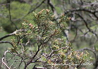 JJBC0131 Comarostaphylis glaucescens.JPG