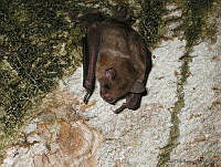 DOR0001 Sturnira ludovici.jpg