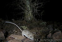 MASM00977 Chaetodipus sp..jpg