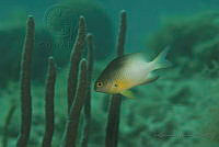 IDG1527 Stegastes partitus.jpg