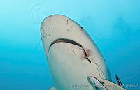 CNS1268 Carcharhinus leucas.jpg