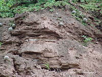 OTVHK040-213 Mammillaria kraehenbuehlii Habitat de Mammillaria huitzilopochtli.TIF