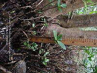 UM001 0115 Rhizophora mangle y  Laguncularia racemosa.jpg